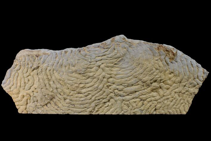 Pennsylvanian, Fossil Microbial Mat - Oklahoma #155984